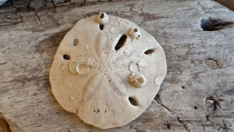 Jūras ezis "Smilšu dolārs" Izmērs 6 x 6 cm 