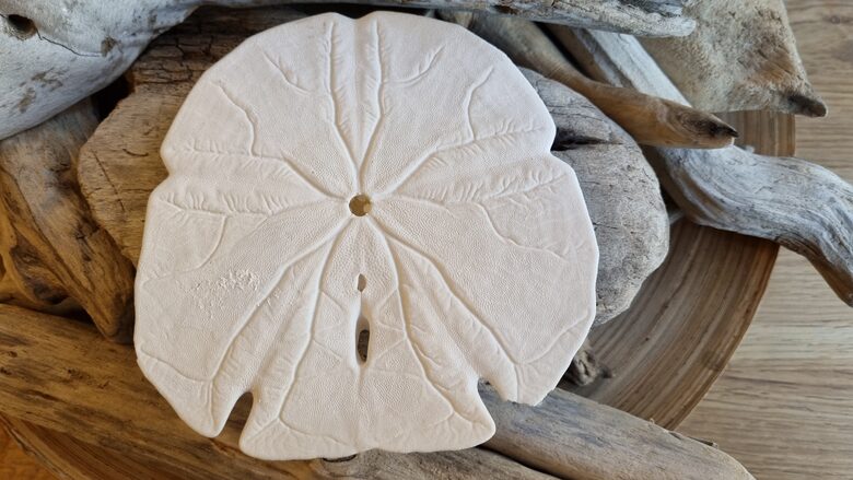 Liels jūras ezis "Smilšu dolārs" Izmērs 13 x 12 cm 