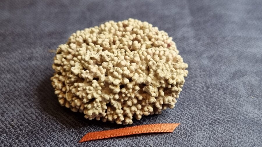 Rozā korallis "Mājas mieram un saticībai" nr 5. Izmērs 5 x 5 x 2 cm Brūna bantīte